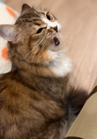 プロジェクトサムネイル