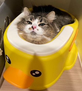 Mengyuan Fu — photo placeholder (Mimiku standing in)